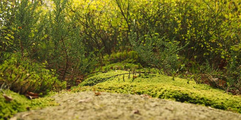 TS HD GM：解锁高清电影与电视剧的娱乐资源新体验